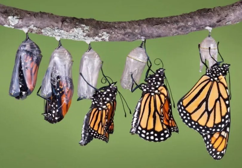 Proses Metamorfosis kupu-kupu, Perilaku dan Fakta-Faktanya
