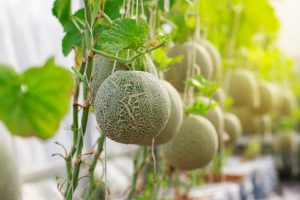 14 Jenis Melon yang Populer di Banyak Negara Karena Rasa Manisnya