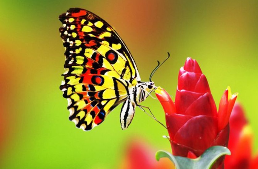 Proses Metamorfosis kupu-kupu (Gambar dan Penjelasan)