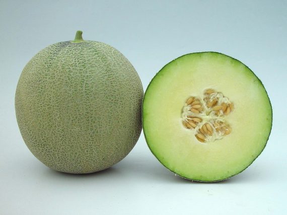 jenis melon