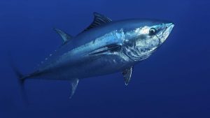 √ Ikan Tuna Sirip Biru: Jenis Tuna Cantik, Harga Mahal dan hampir Punah