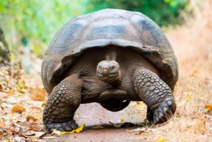 Kura kura Galapagos: Kura-kura Tertua dan Terbesar di Dunia