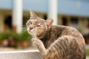 7 Cara Menghilangkan Kutu pada Kucing Kesayangan