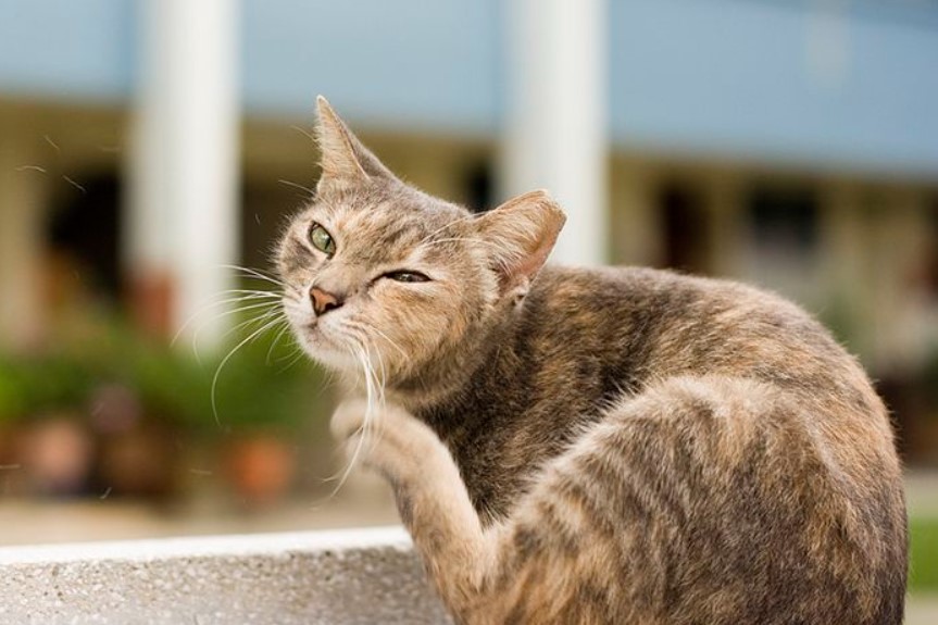 √ 7 Cara Ampuh Menghilangkan Kutu pada Kucing Kesayangan Anda