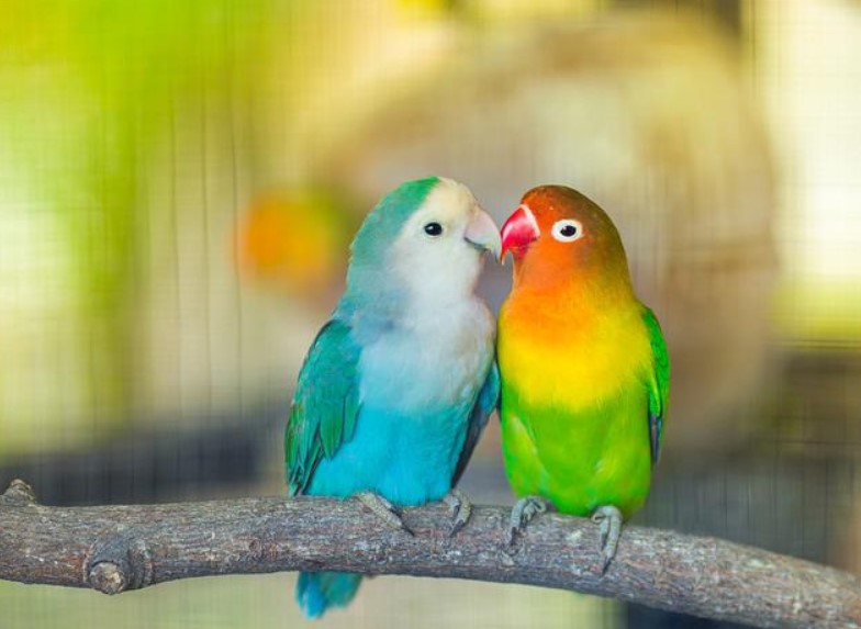 Tips Merawat Burung Lovebird Agar Cepat Gacor