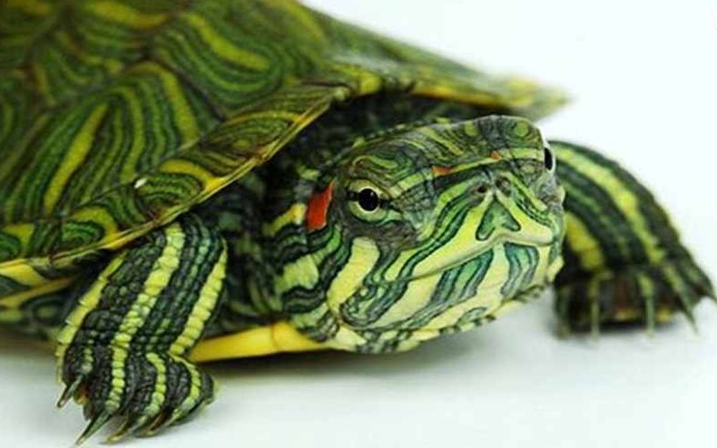7 Cara Merawat Kura-kura Brazil yang Baik dan Benar
