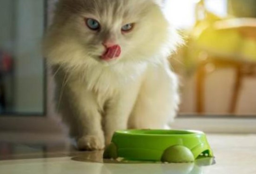 mengganti Makanan kucing persia