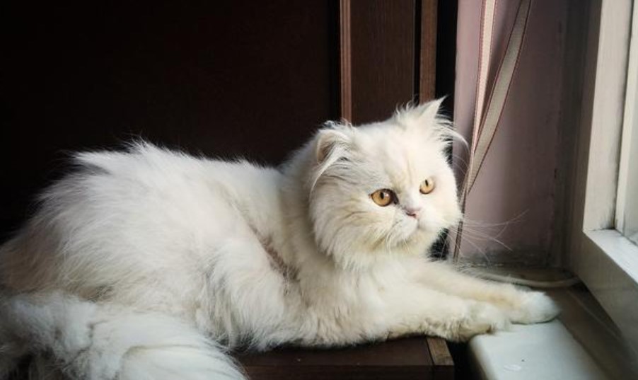 6 Cara Melatih Kucing Persia Agar Jinak, Nurut dan Pintar