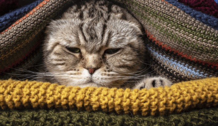 6 Cara Mengobati Kucing Flu yang Paling Efektif dan Efisien