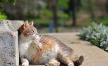 Ciri-Ciri Kucing Hamil | Awasi 12 Tanda Perubahan Pola Berikut!