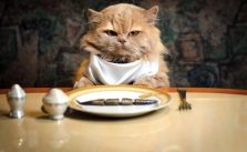 Kucing Tidak Mau Makan? Mungkin Mengalami Beberapa Gejala Ini
