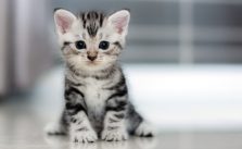 Makanan Untuk Anak Kucing | Serta Tips Memilihkan Makanan yang Tepat