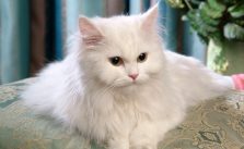 5 Cara Ampuh Untuk Melebatkan Bulu Kucing ini Bisa Dilakukan Sendiri