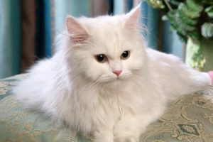 5 Cara Melebatkan Bulu Kucing Paling Efektif