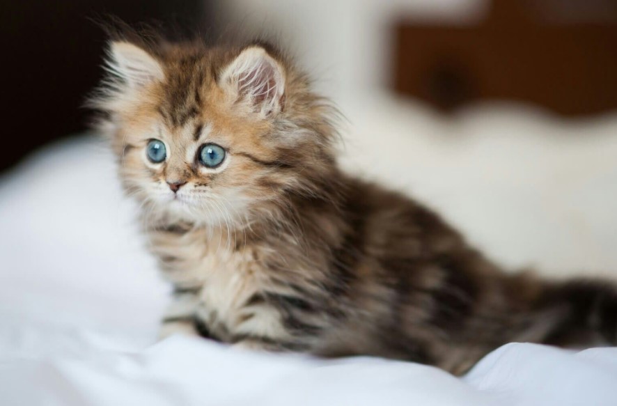 5 Hal Penting yang Harus Diperhatikan Saat Merawat Anak Kucing Persia
