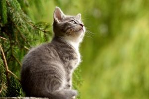 Nama Kucing Nabi (Kisah Kecintaan Rasulullah Pada Muezza)