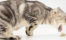 5 Penyebab Kucing Muntah Insidental yang Masih Dalam Skala Wajar