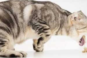 5 Penyebab Kucing Muntah Secara Insidental