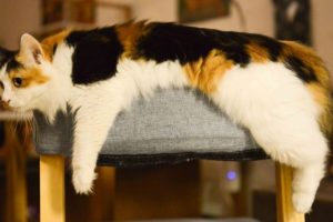 3 Fakta Ilmiah Tentang Kucing Kembang Telon