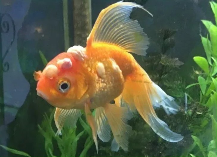 7 Daftar Penyakit Ikan Hias Mas Koki dan Cara Mengatasinya