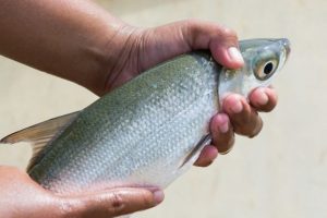 7 Daftar Umpan Ikan Bandeng Jitu (Hasil Pancingan Memuaskan)