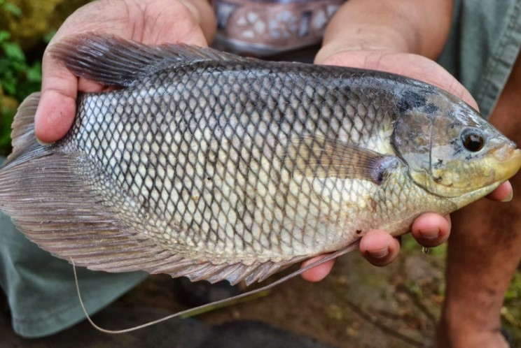 √ 6 Umpan Ikan Gurame untuk Pemancingan Kolam dan Habitat Asli