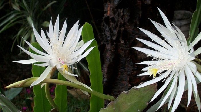 Jenis Bunga Wijaya Kusuma dari Spesies yang Berbeda