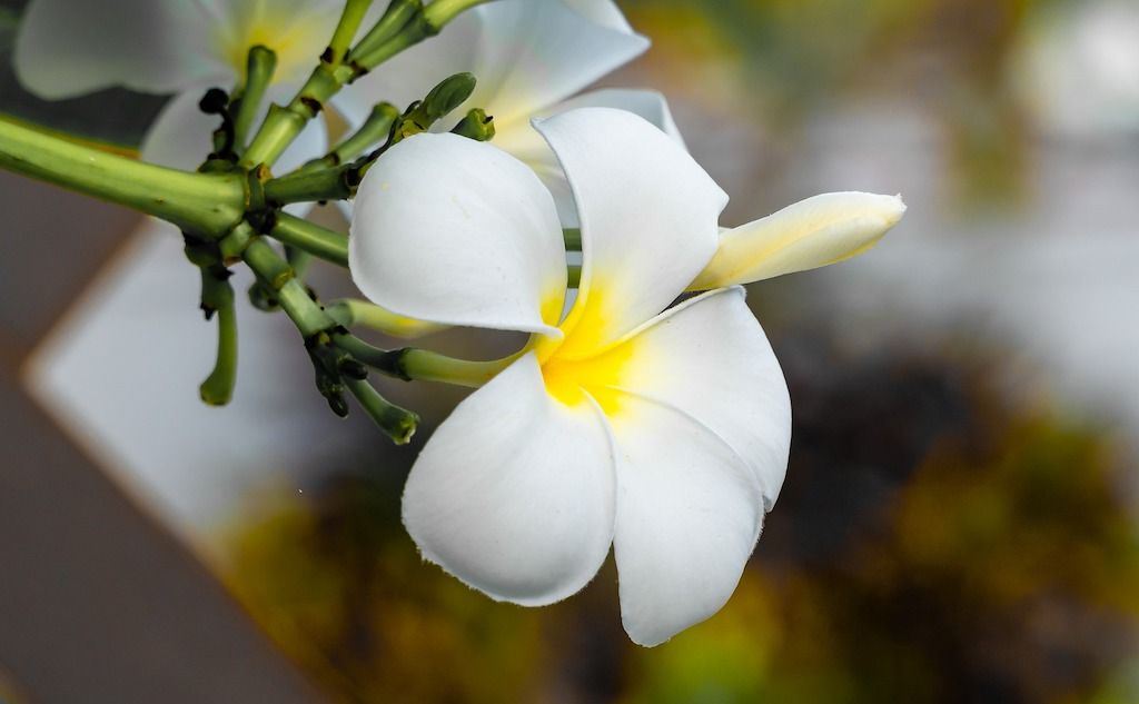8 Jenis Bunga Kamboja Si Cantik yang Mengandung Kisah Mistis