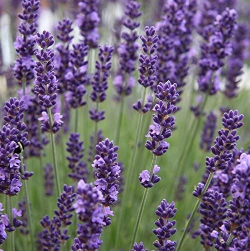 jenis bunga lavender