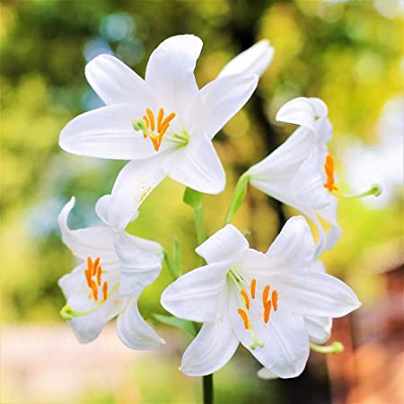 10 Jenis Bunga Lily dengan Keindahan Warna dan Filosofinya