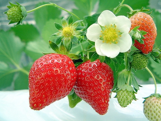 jenis strawberry