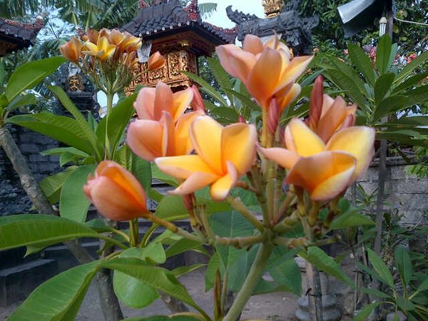 Jenis bunga yang terdapat di negara kamboja adalah