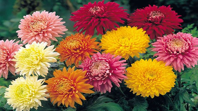 11 Jenis Bunga Krisan Terbaik yang Cantik dan Indah