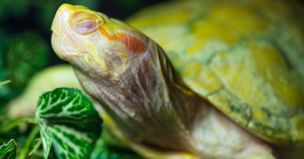 10 Jenis Penyakit yang sering Menyerang Kura-kura