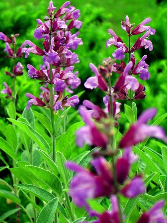 jenis bunga lavender
